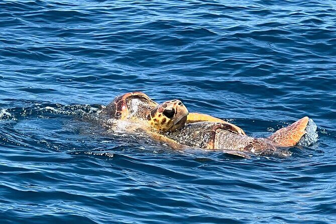 EARLY BIRD SPECIAL: Speed Boat & Dolphin Cruise in Ocean City, MD - Why This Tour Is a Great Choice