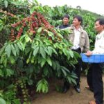 Easy Riders Buon Ma Thuot - Daily Tour. - Why We Think It’s a Good Choice