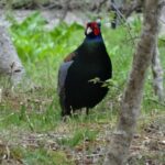 Easygoing Nature Walk in Hakone Tour - Authentic Experiences & Reviews