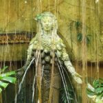 Eco Jungle Safari Tour around Koh Samui Including Lunch - FAQs