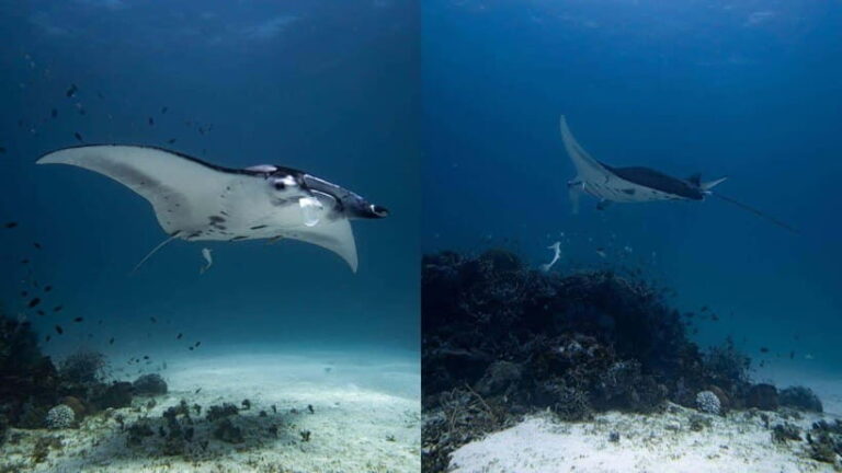 El Nido: Discover Scuba Diving with Manta Rays in Sibaltan - In-Depth Breakdown of the Itinerary