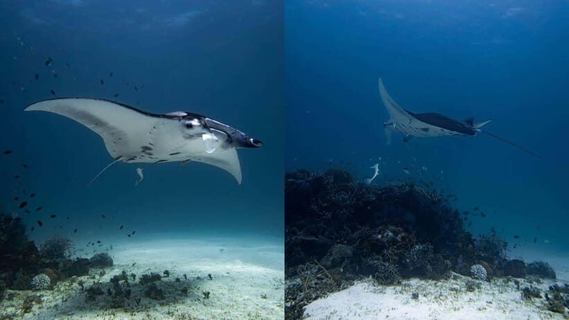 El Nido: Discover Scuba Diving with Manta Rays in Sibaltan - In-Depth Breakdown of the Itinerary
