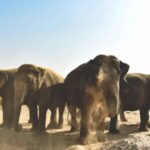Elefantastic Elephant Sanctuary Tour - Detailed Review of the Elefantastic Elephant Sanctuary Tour