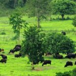 Elephant and Animal Watching in Kuiburi National Park - Join Afternoon Tour - The Sum Up