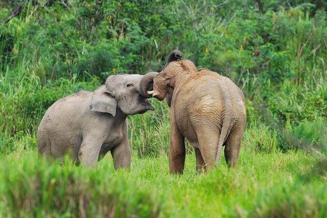 Elephant and Wildlife Watching in Kuiburi National Park - Private Afternoon Tour - Who Will Love This Tour?