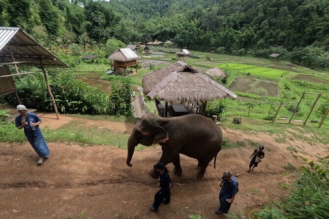 Elephant care program at Chiangmai Elephant Care - The Authentic Elephant Experience in Chiang Mai