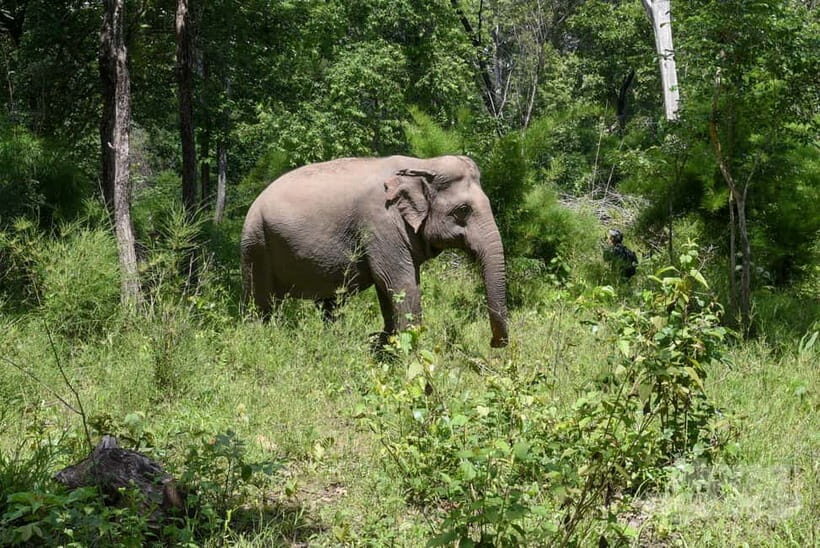 Elephant experience tour in Tay Nguyen - Who Will Love This Tour?