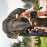 Elephant Jungle Sanctuary: Half Day Morning Program - FAQs