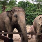 Elephant keeper programs with Kuang si waterfall in Laos - Practical Details and Tips
