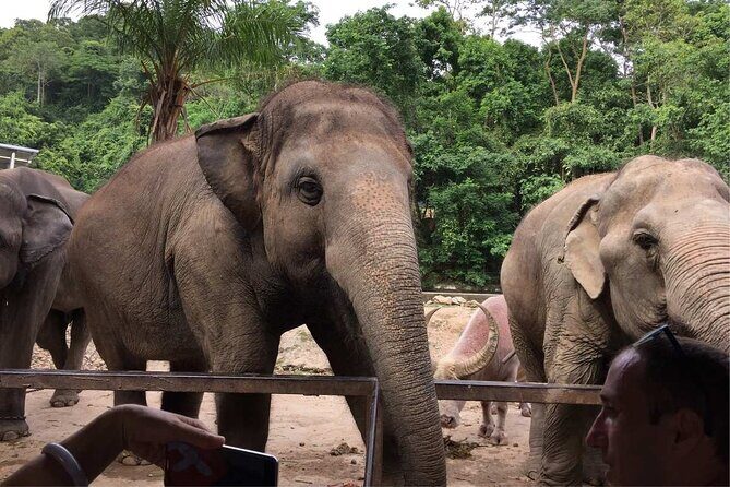 Elephant keeper programs with Kuang si waterfall in Laos - Practical Details and Tips