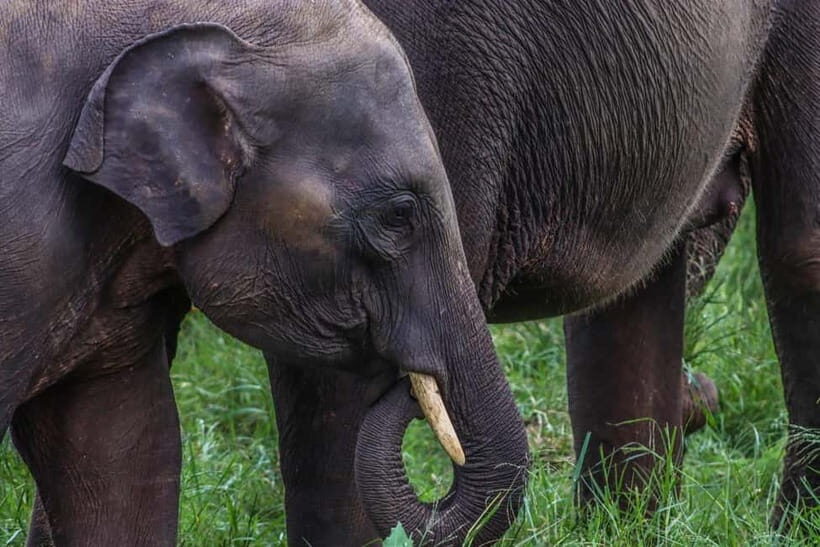 Elephant safari: Minneriya national park elephant safari - Practical Tips for Your Safari Adventure