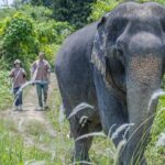 Elephant Sanctuary Small Group Tour in Phuket - The elephant interaction: feeding, bathing, and learning