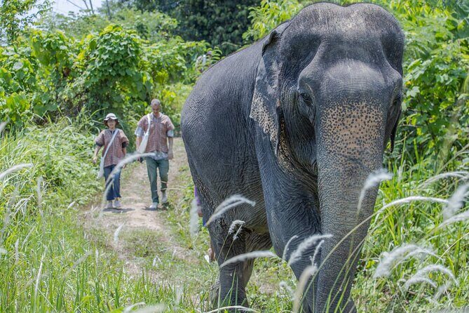 Elephant Sanctuary Small Group Tour in Phuket - The elephant interaction: feeding, bathing, and learning