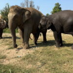 Elephant Sanctuary, Wat Ban Den & Sticky Waterfall - Wat Ban Den: A Hidden Gem of Northern Thai Architecture