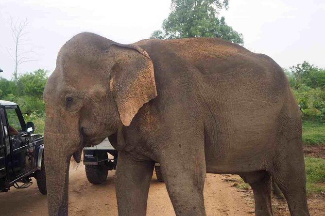 Elephant Transit Home Udawalawe with Jeep safari from Colombo - Final Thoughts: Is This Tour Right for You?