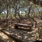 Elfin Forest Nature Tour with Local Sweet and Savory Tasting - Discovering the El Moro Elfin Forest: A Detailed Review