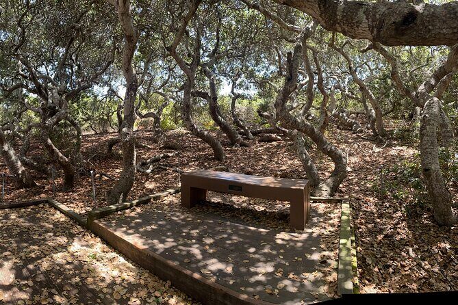 Elfin Forest Nature Tour with Local Sweet and Savory Tasting - Discovering the El Moro Elfin Forest: A Detailed Review