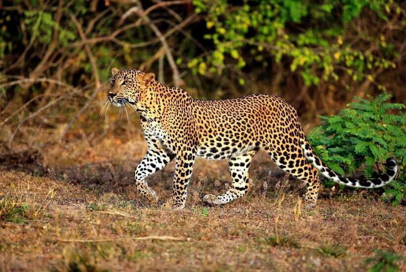 Ella: All Inclusive Yala Half Day Leopard Safari - Exclusive - The Experience in Detail