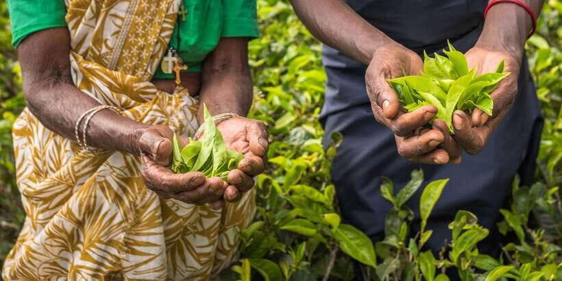 Ella Day Tour: with Tea Factory Visit From Colombo/ Negombo - Exploring the Ella Day Tour: What to Expect