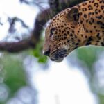 ELLA: Drop to Tangalle/Hiriketiya/Mirissa/Galle & Yala Tour - FAQs