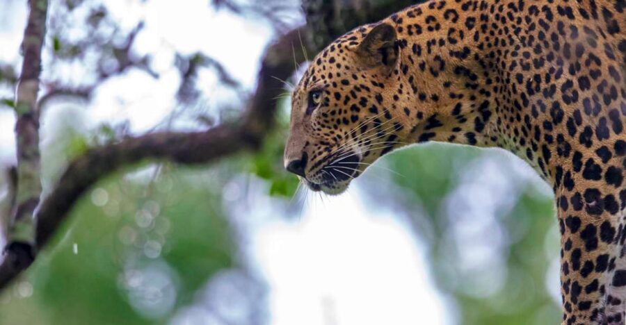 ELLA: Drop to Tangalle/Hiriketiya/Mirissa/Galle & Yala Tour - FAQs