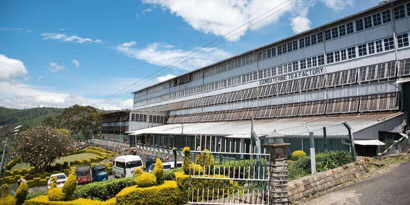 Ella: Lipton's Seat Tour with Dambetanna Tea Factory Visit - In-Depth Review: What to Expect and Why It Matters