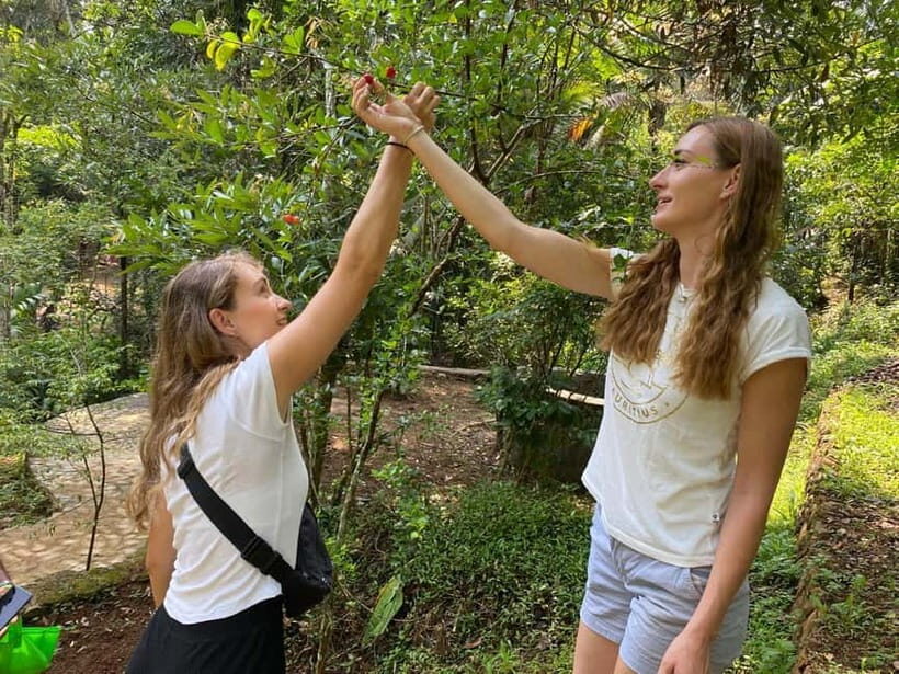 Ella: Nine Arch Spice Garden Tour with Traditional Lunch - Why This Tour Matters for Your Trip