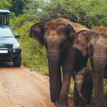 Ella: Safari Day Trip to Yala & Udawalawe w/ Picnic Lunch - Why Choose This Safari?