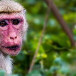 Ella: Safari Day Trip to Yala & Udawalawe with Lunch - A Detailed Look at the Yala & Udawalawe Safari Day Trip