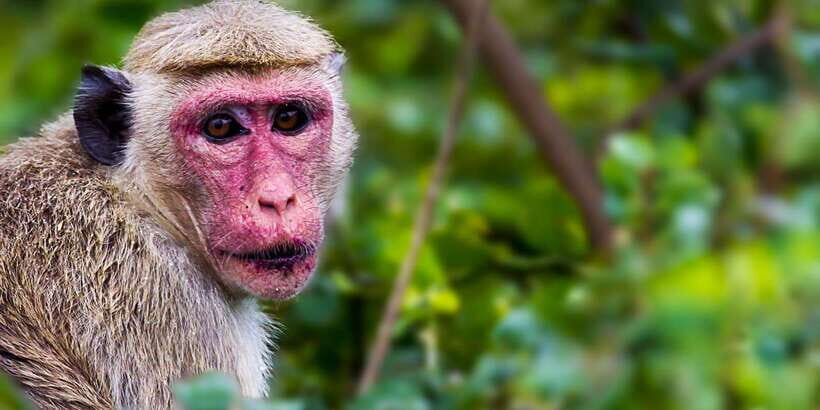 Ella: Safari Day Trip to Yala & Udawalawe with Lunch - A Detailed Look at the Yala & Udawalawe Safari Day Trip