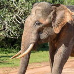 Ella: Shuttle to Mirissa/Galle/Hikkaduwa & Udawalawa Safari - A Closer Look at the Experience