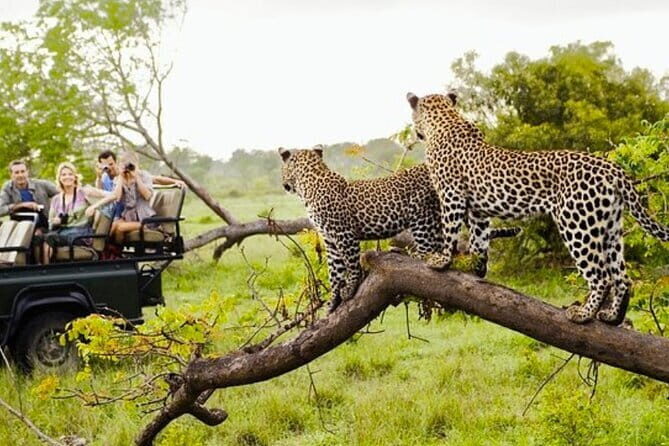 Ella To Yala National Park Private Transport - Key Points