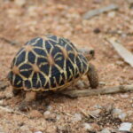 Ella: Transfer to Mirissa/Galle/Hikkaduwa & Udawalawe Safari - A Deep Dive into the Experience