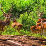 Ella - Udawalawa Safari - Drop to Mirissa/Weligama/Galle - What to Expect from Your Udawalawe Safari and Transfer