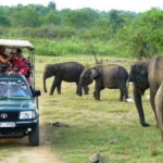 Ella: Udawalawe, Yala National Parks 2-Day Tour & Transfers - In-Depth Review of the Tour Experience