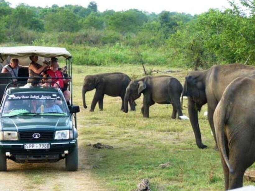 Ella: Udawalawe, Yala National Parks 2-Day Tour & Transfers - In-Depth Review of the Tour Experience