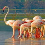 Ella : Yala Safari Drop : Arugambay / Arugam bay / Pottuvil - Entering Yala: What to Expect