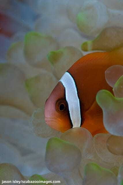 Enjoy 3 Fun Dives in Kota Kinabalu | Certified Divers - Who Should Consider This Tour?