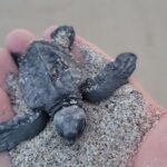 Enjoy Puerto Escondido with Beach and Nature from Oaxaca - Exploring the Puerto Escondido Day Tour from Oaxaca