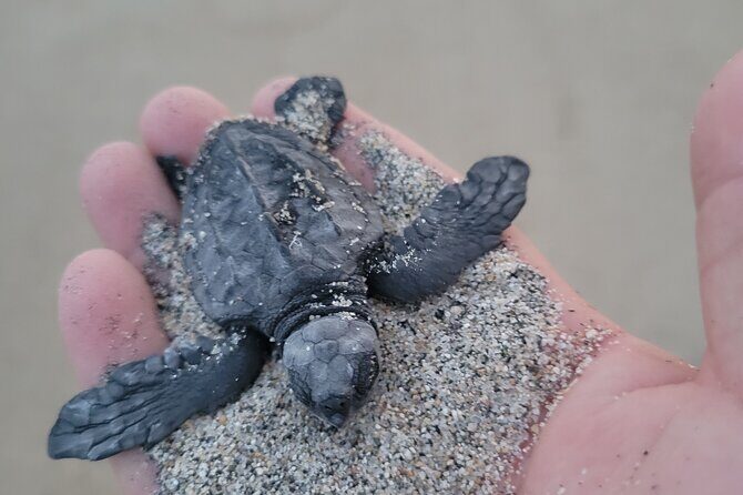 Enjoy Puerto Escondido with Beach and Nature from Oaxaca - Exploring the Puerto Escondido Day Tour from Oaxaca