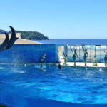 Enoshima Aquarium: Admission Ticket - Who Should Visit the Enoshima Aquarium?