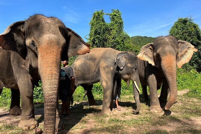 Ethical Elephant Watching Tour From Bangkok & Pattaya - Authentic Reviews: What Others Loved