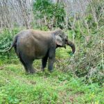Evening Guide Tour to Khaolak Elephant Sanctuary Free 1 Cocktail - Who Will Enjoy This Experience?