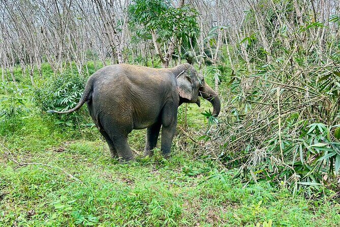Evening Guide Tour to Khaolak Elephant Sanctuary Free 1 Cocktail - Who Will Enjoy This Experience?