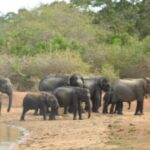 Evening Safari - Yala National Park with Janaka safari - 02.00 pm to 06.30 pm - A Deep Dive Into the Safari Experience