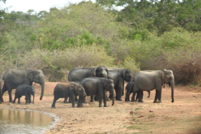 Evening Safari - Yala National Park with Janaka safari - 02.00 pm to 06.30 pm - A Deep Dive Into the Safari Experience