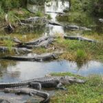 Everglades Alligator Airboat Adventure from Miami - Who Should Consider This Tour?