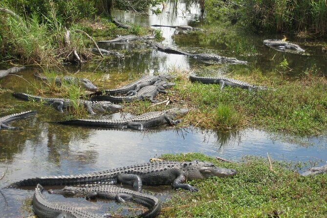 Everglades Alligator Airboat Adventure from Miami - Who Should Consider This Tour?