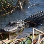 Everglades Day Safari from Fort Lauderdale - Who Should Consider This Tour?