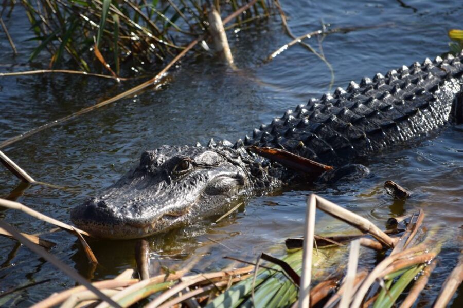 Everglades Day Safari from Fort Lauderdale - Who Should Consider This Tour?